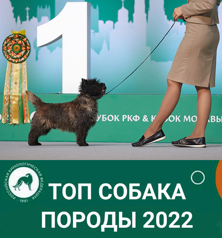 Крожик ТОП-керн 2022